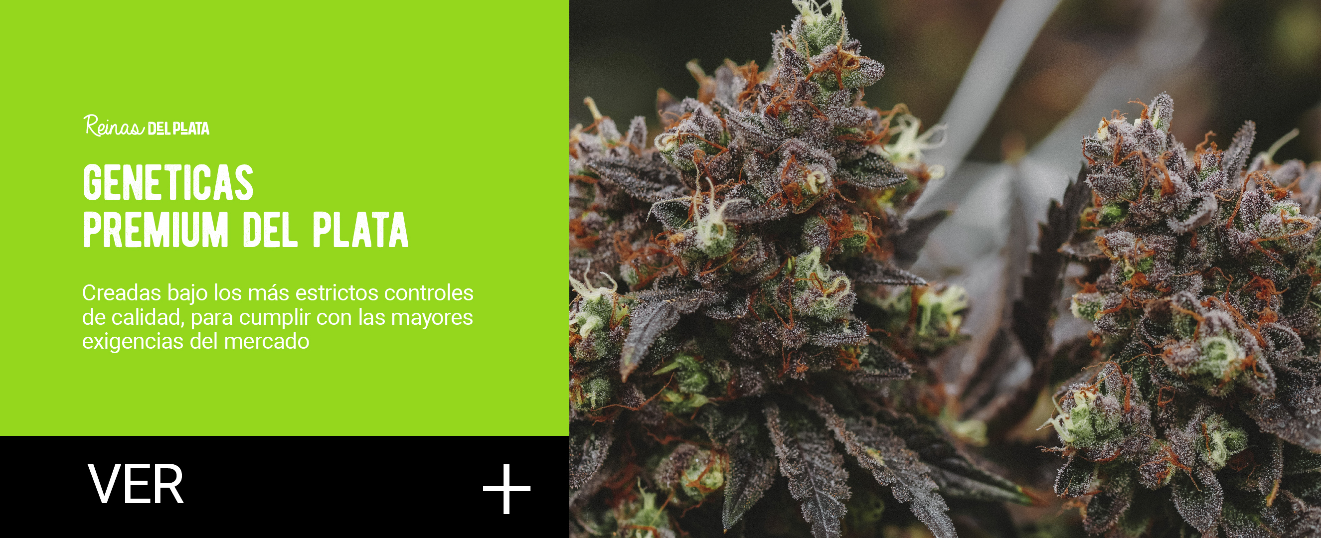 semillas de cannabis